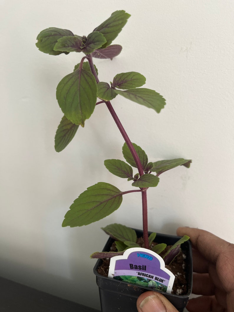 May include: A potted African Blue Basil plant with green leaves and purple stems. The plant is in a black plastic pot, and a label identifies it as Basil 'African Blue'. The plant is held by a hand.