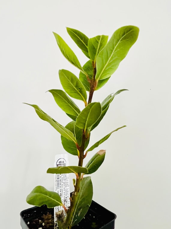 ORGANIC Bay Leaf plant, Sweet Laurel, Bay Laurel, Sweet Bay, ON SALE