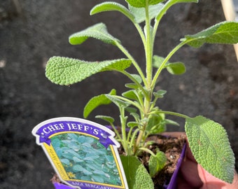 Sage Berggarten plant,  Salvia officinalis 'Berggarten', Free ship w/o Pot
