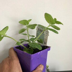 Pu&ograve; includere: Un piccolo vaso viola con una pianta verde che cresce al suo interno. La pianta ha piccole foglie verde chiaro ed &egrave; etichettata "Menta piperita".