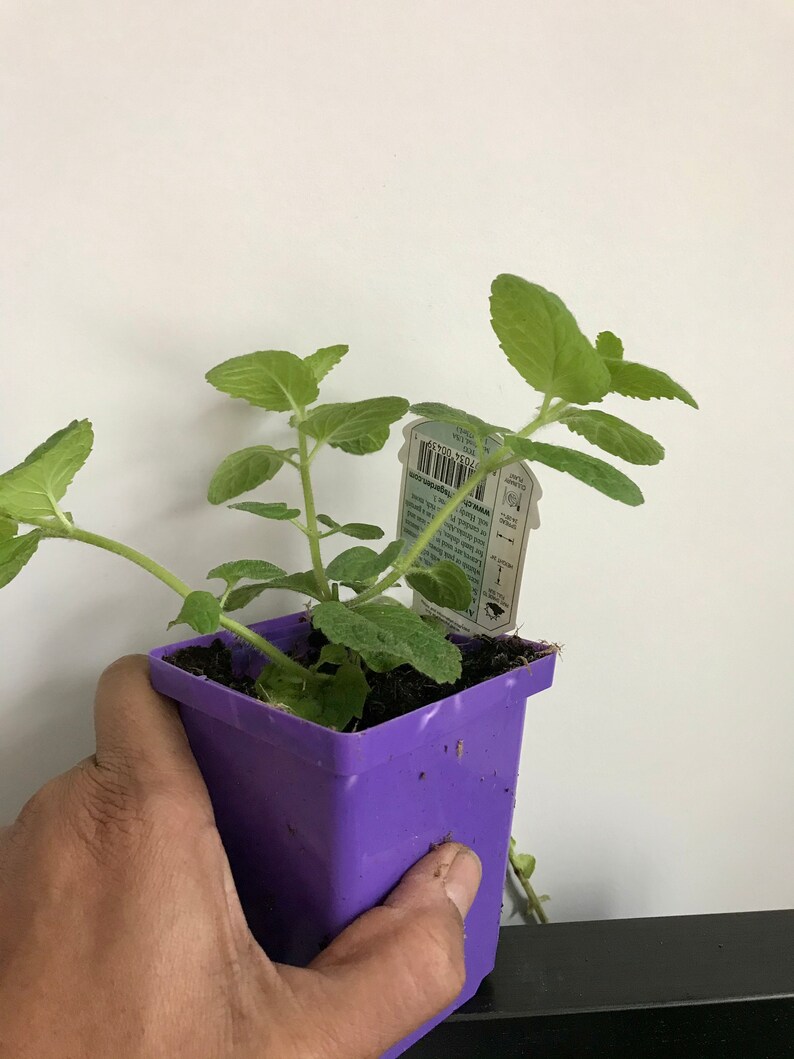 Pu&ograve; includere: Un piccolo vaso viola con una pianta verde che cresce al suo interno. La pianta ha piccole foglie verde chiaro ed &egrave; etichettata "Menta piperita".