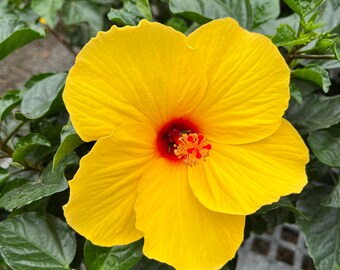 Hibiscus Live Plant, Yellow Varities W buds/blooms, 1&#39;-1.5&#39; Mature plants, Free ship W/O Pot,
