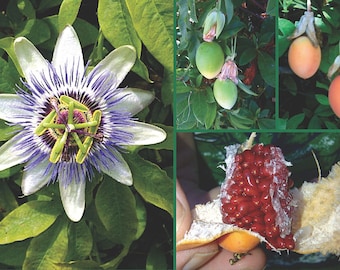 Passion fruit plant, Live Passiflora Caerulea, Free ship