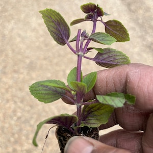 May include: A close-up of a small plant with green leaves and purple veins. The stem is a deep purple color. The plant is held in a small, dark brown soil block.