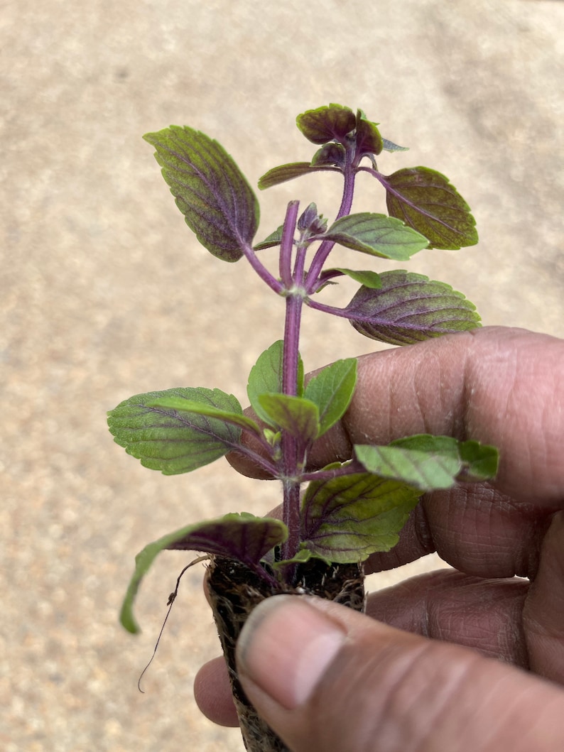 May include: A close-up of a small plant with green leaves and purple veins. The stem is a deep purple color. The plant is held in a small, dark brown soil block.