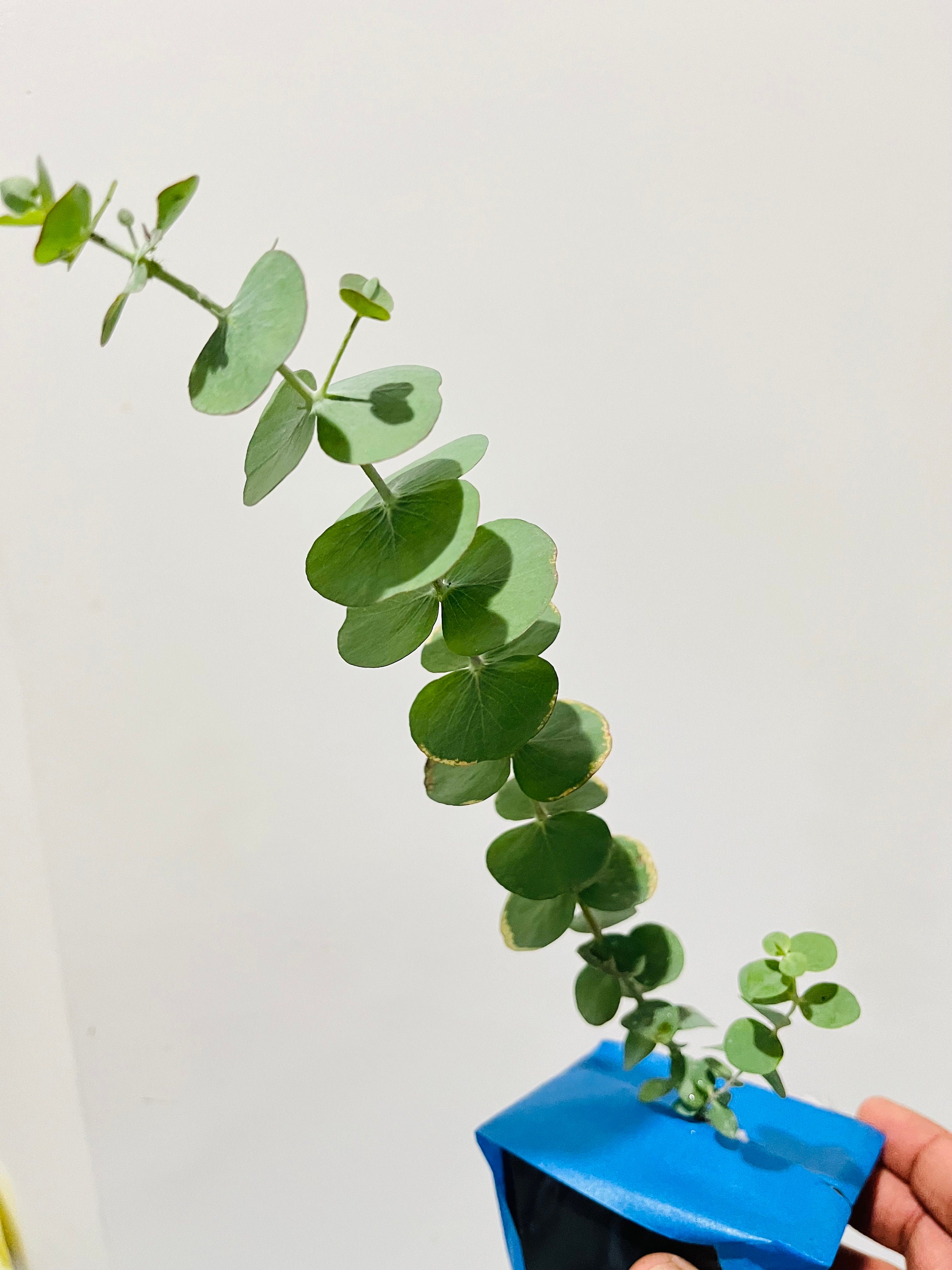 Eucalyptus Baby Blue plant, Live Plant, Fresh & Fragrant , Potpourri plant,  Certified Organic, Free ship