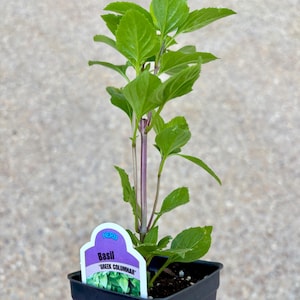 May include: A small potted basil plant with a purple stem and green leaves. The plant has a label that reads "Herb Basil 'Greek Columnar'".