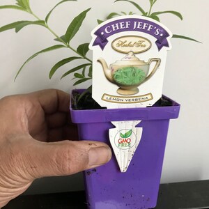 Planta de verbena de limón, Aloysia Triphylla, orgánica certificada por el USDA, planta medicinal, envío gratis sin maceta. imagen 2