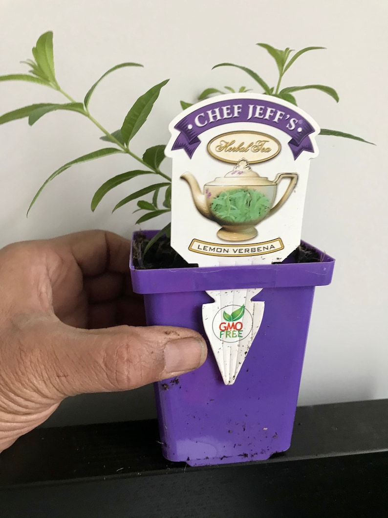 Planta de verbena de limón, Aloysia Triphylla, orgánica certificada por el USDA, planta medicinal, envío gratis sin maceta. imagen 2