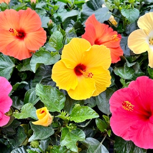 May include: A close-up of a group of colorful hibiscus flowers in bloom. The flowers are pink, orange, yellow, and white. The flowers are surrounded by green leaves.