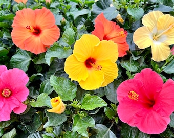 Hibiscus Plant, MANY COLORS Many W buds/blooms, 1&#39;-1.5&#39; Mature plants, Free ship W/O Pot,