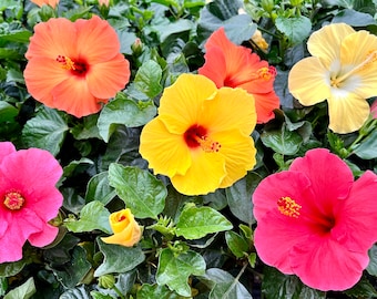 Hibiscus Plant, MANY COLORS Many W buds/blooms, 1'-1.5' Mature plants, Free ship W/O Pot,