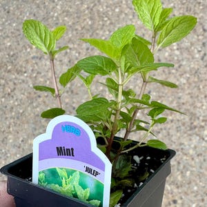 Julep Mint live plant, Herb plant, Free ship w/o Pot