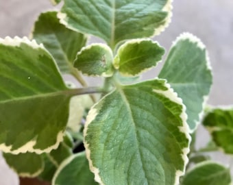 Organic Cuban Oregano/ Leaf Thyme / Mexican Mint / Indian Borage / Spanish Thyme / Culinary Herb / Live Variegated,