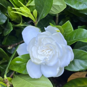 Gardenia Plant 'Frostproof', Cape Jasmine, some with buds/blooms, Fragrant flowers