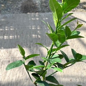 Key lime Tree, Mexican Lime,  West Indies Lime, Free ship w/o pot,