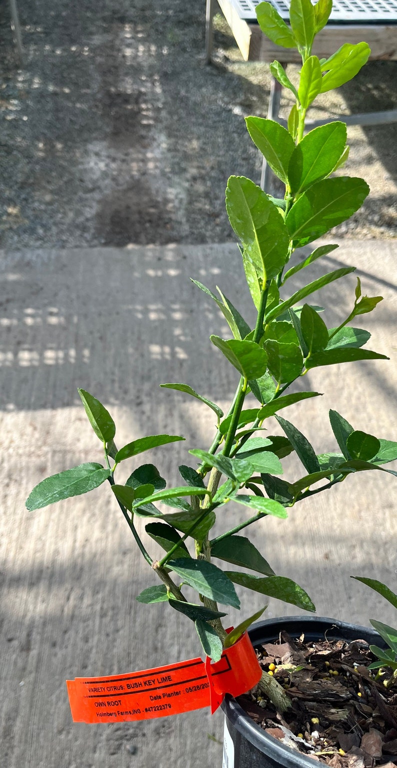 以下が含まれることがあります： 黒い鉢植えの緑色のブッシュキーライムの木。赤いタグには「VARIETY CITRUS: BUSH KEY LIME」、「OWN ROOT」、「Date Planter: 05/28/201」、「Holmberg Farms JNG #47222379」と書いてあります。
