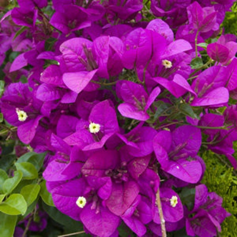 ONE/TWO Bougainvillea Plants, 1' to 2', Various Colors, Free ship W/O Pot Pink Queen