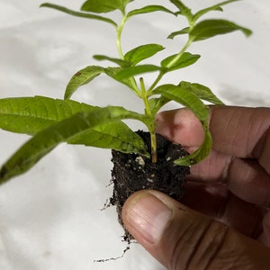 Planta de verbena de limón, Aloysia Triphylla, orgánica certificada por el USDA, planta medicinal, envío gratis sin maceta. imagen 6