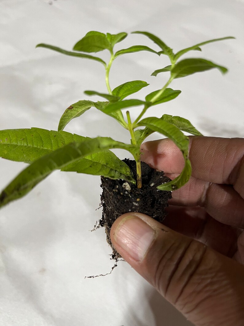 Planta de verbena de limón, Aloysia Triphylla, orgánica certificada por el USDA, planta medicinal, envío gratis sin maceta. imagen 6