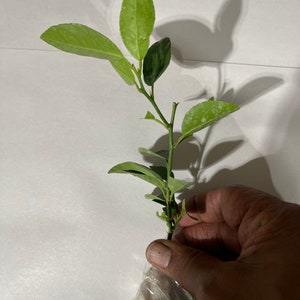 以下が含まれることがあります： 複数の葉を持つ小さな緑色の柑橘類の苗木で、透明なビニール袋に入っています