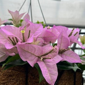 ONE/TWO Bougainvillea Plants, 1' to 2', Various Colors, Free ship W/O Pot Light Pink