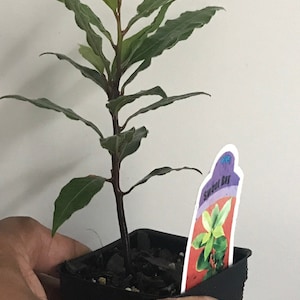 Op de afbeelding: Een jonge Sweet Bay-plant in een kleine zwarte vierkante pot. De plant heeft donkergroene bladeren en een donkerbruine stengel. Een plantenlabel met de woorden "Sweet Bay" is zichtbaar. De plant wordt door een persoon vastgehouden.