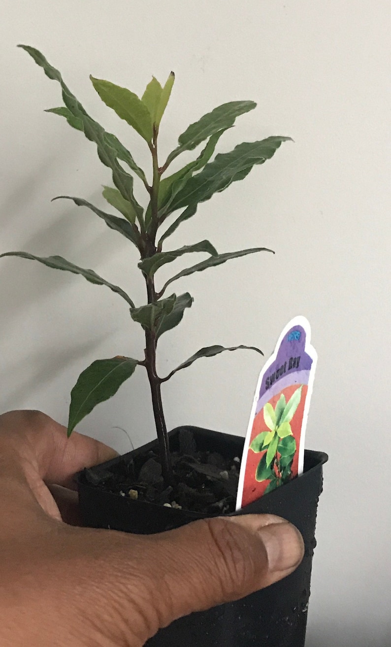 Op de afbeelding: Een jonge Sweet Bay-plant in een kleine zwarte vierkante pot. De plant heeft donkergroene bladeren en een donkerbruine stengel. Een plantenlabel met de woorden "Sweet Bay" is zichtbaar. De plant wordt door een persoon vastgehouden.