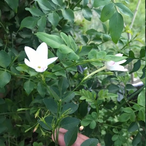 Poet's Jasmine Plant,  Indian Jaathimalli, Jasminum Officinale, Very Fragrant flower, jaaji mallige, True Jasmine, Pichi poo