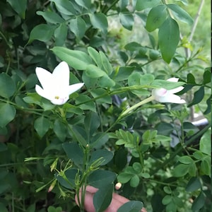 Poet Jasmine Plant,  Indian Jaathimalli, Jasminum Officinale, Very Fragrant flower, jaaji mallige, True Jasmine, Pichi poo