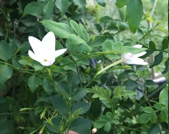 Poet Jasmine Plant,  Indian Jaathimalli, Jasminum Officinale, Very Fragrant flower, jaaji mallige, True Jasmine, Pichi poo