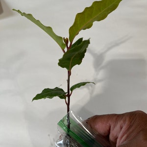 Op de afbeelding: Een jonge plant met groene bladeren en een roodbruine stengel wordt in een doorzichtige plastic zak gehouden. De bladeren hebben een golvende rand. De plant staat tegen een witte achtergrond.