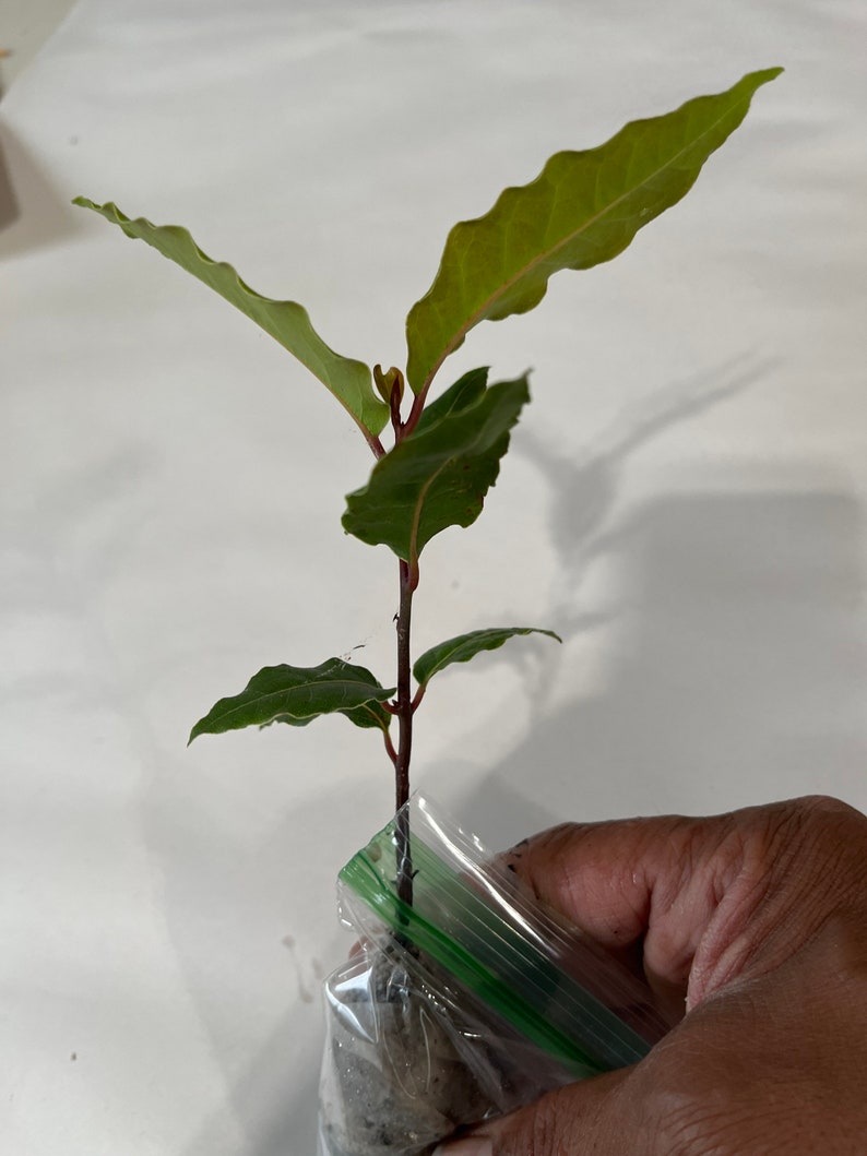 Op de afbeelding: Een jonge plant met groene bladeren en een roodbruine stengel wordt in een doorzichtige plastic zak gehouden. De bladeren hebben een golvende rand. De plant staat tegen een witte achtergrond.