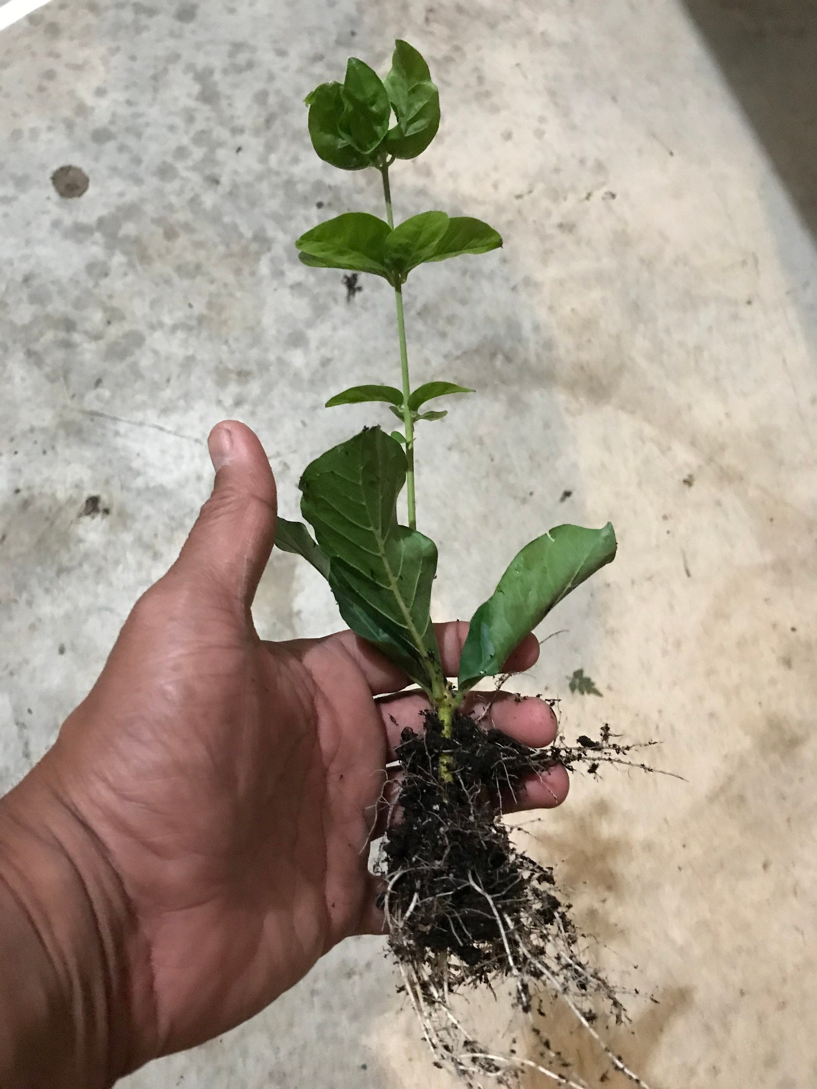 Grand Duke Jasmine Plant Jasmine Sambac/ Rose Jasmine Free Etsy