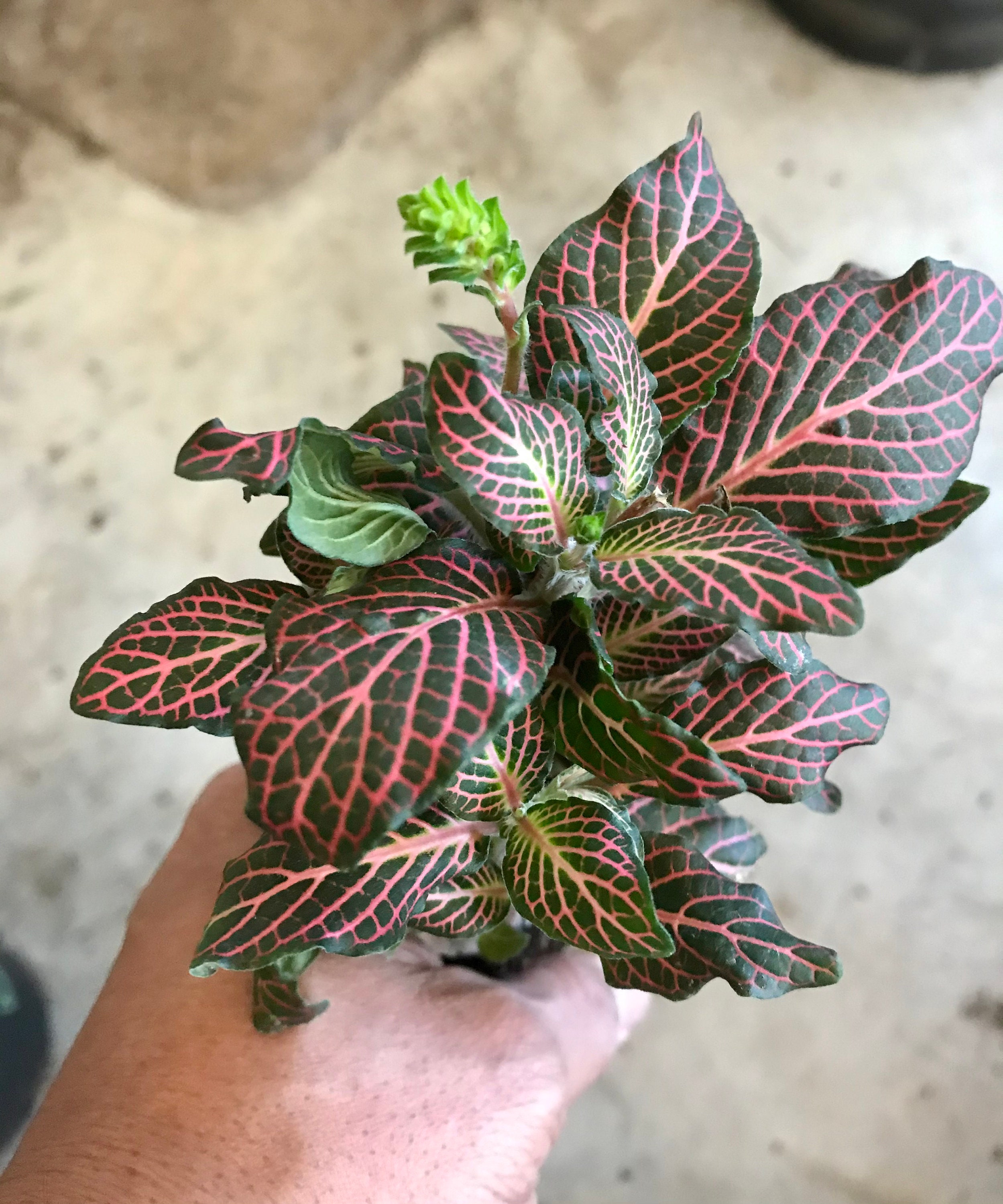 Pink Vein Fittonia plant Free ship Juanita Etsy