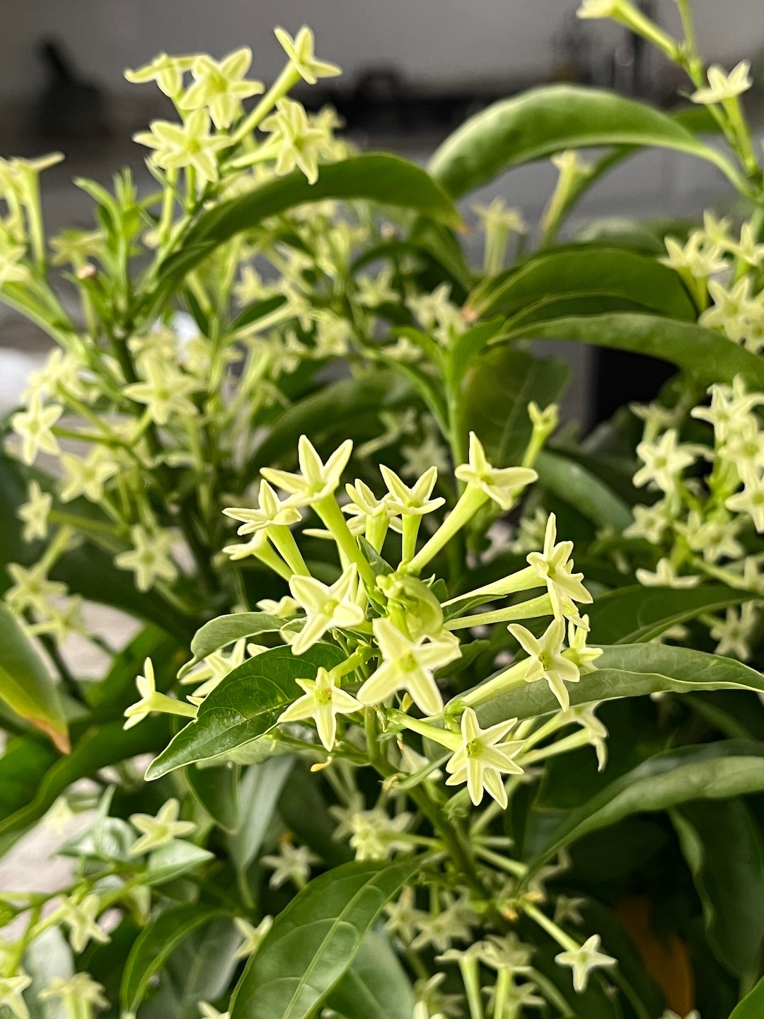 Night Blooming Jasmine Plants, Cestrum Live, Most Fragrant