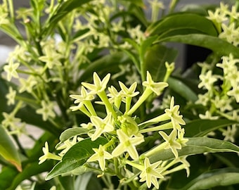 Night Blooming Jasmine Plants, Cestrum Live, Most Fragrant flower, Raat Ki Rani