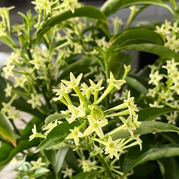 Night Blooming Jasmine Plants, Cestrum Live, Most Fragrant flower, Raat Ki Rani