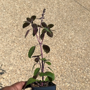 May include: A small potted plant with dark purple and green leaves and a purple stem. The plant is in a square black pot and is held by a hand. The background is a light brown, textured surface.