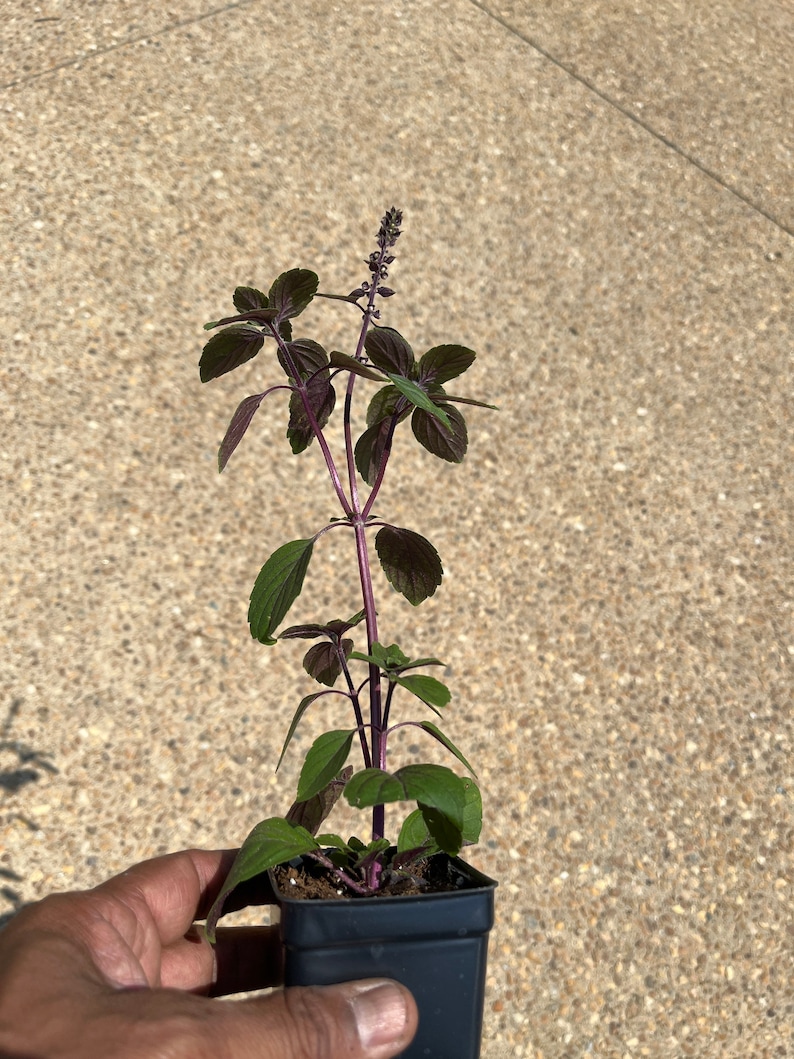 May include: A small potted plant with dark purple and green leaves and a purple stem. The plant is in a square black pot and is held by a hand. The background is a light brown, textured surface.