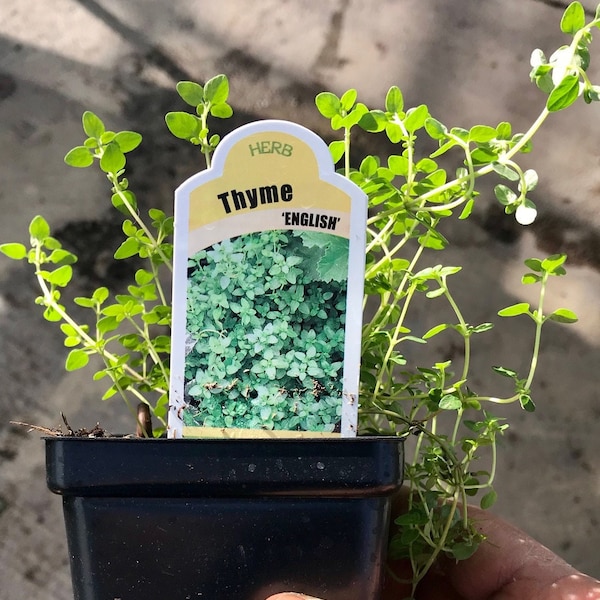 Live Guyanese Fine Leaf Thyme Plant Etsy