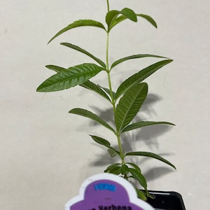 Planta de verbena de limón, Aloysia Triphylla, orgánica certificada por el USDA, planta medicinal, envío gratis sin maceta. imagen 7