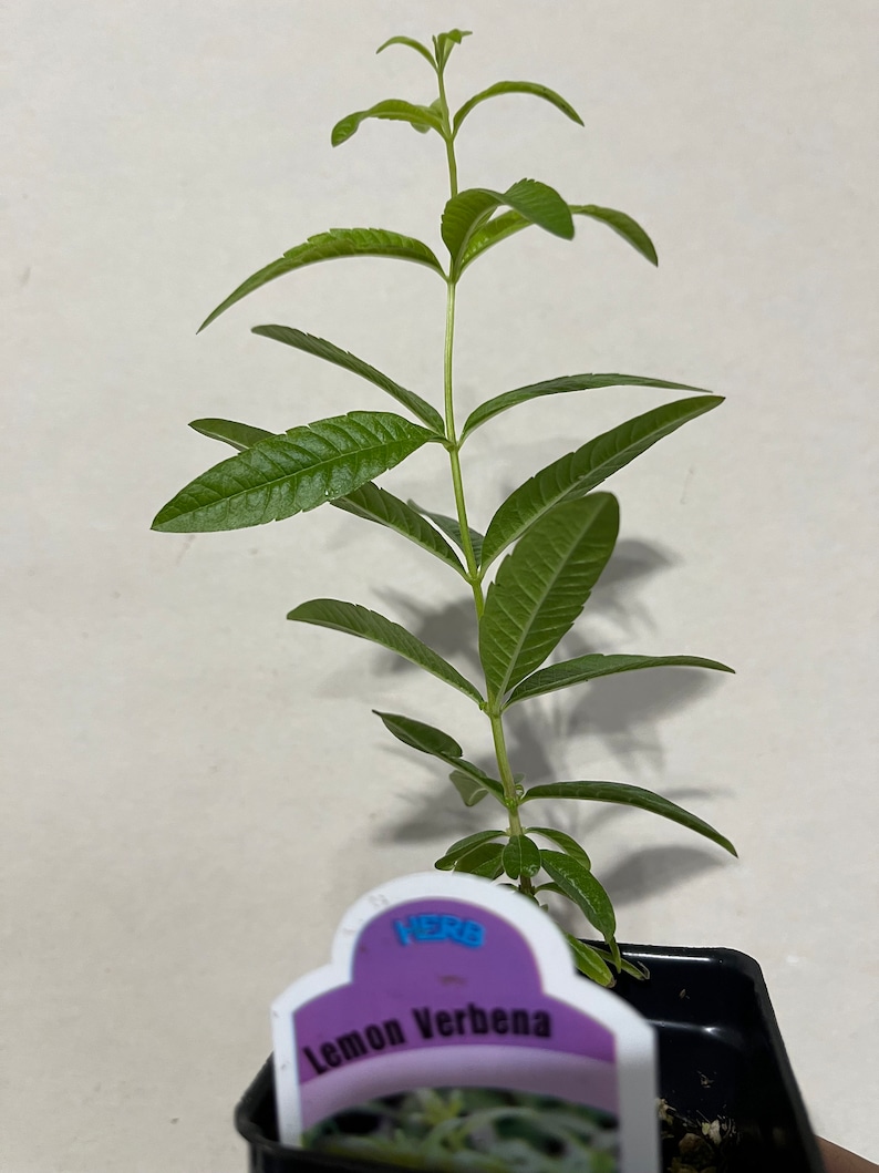 Planta de verbena de limón, Aloysia Triphylla, orgánica certificada por el USDA, planta medicinal, envío gratis sin maceta. imagen 7