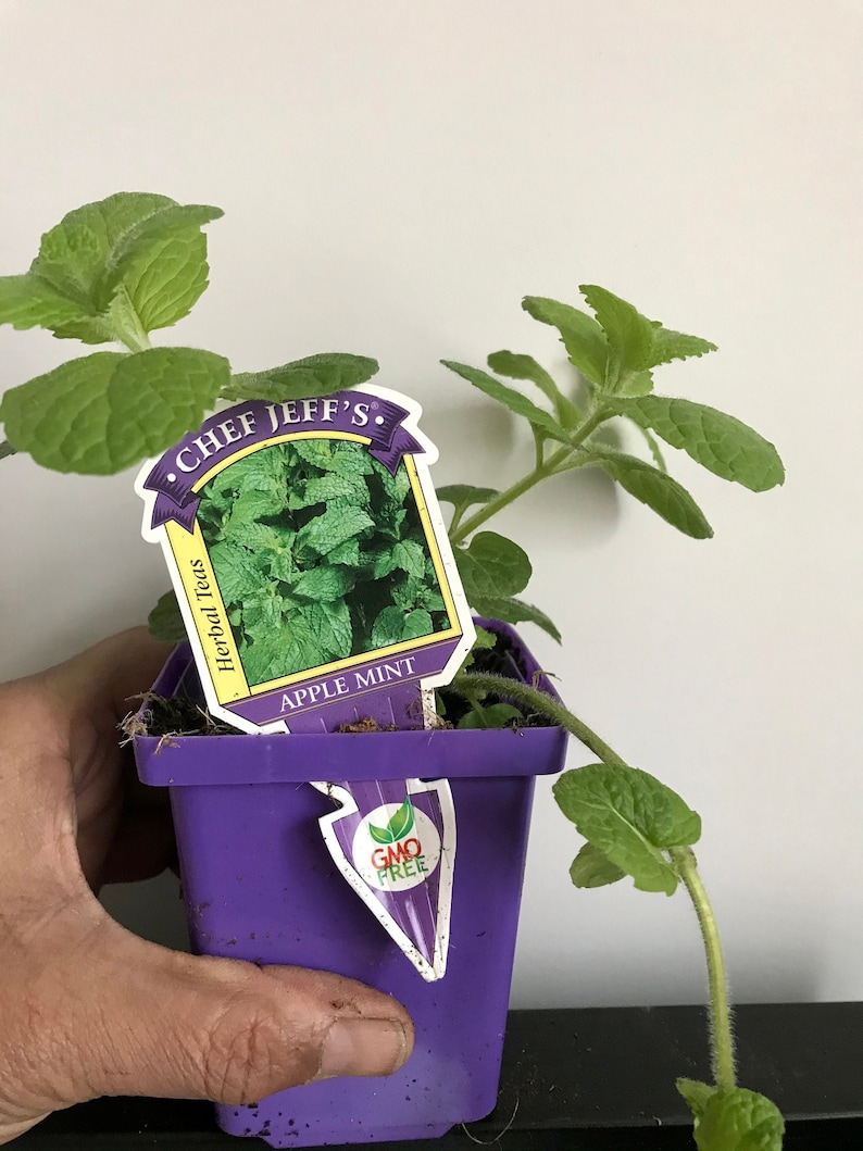 Pu&ograve; includere: Un piccolo vaso viola con una pianta di menta verde di mele. La pianta ha un'etichetta che recita "Chef Jeff's Herbal Teas Apple Mint" e "GMO Free".