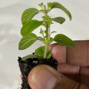 May include: A small green plant with multiple leaves growing in a brown pot. The plant is being held by a hand.