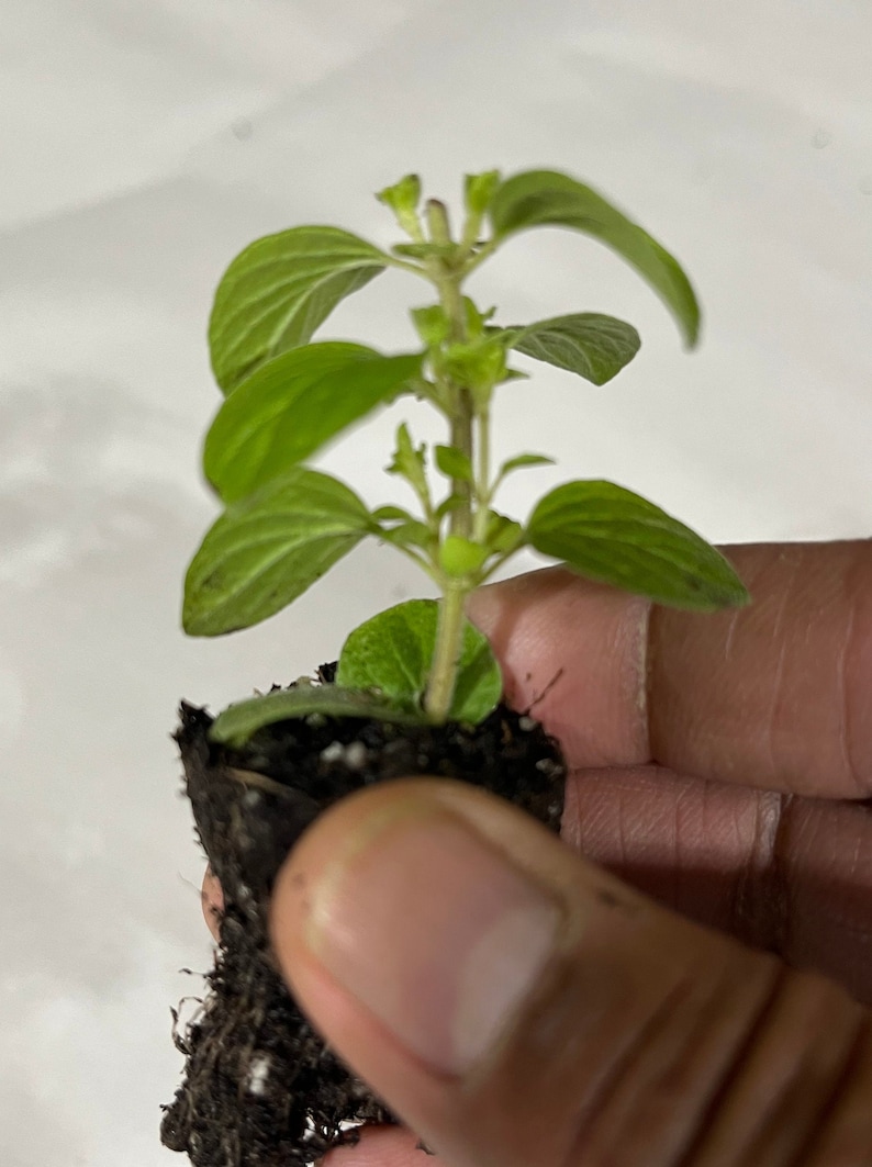May include: A small green plant with multiple leaves growing in a brown pot. The plant is being held by a hand.