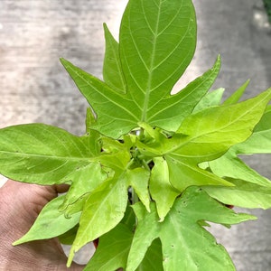 May include: Overhead shot of a vibrant green plant with large, uniquely shaped leaves. The leaves have prominent veins and a slightly serrated edge. The plant is in a small pot, and the image is taken from a high angle.