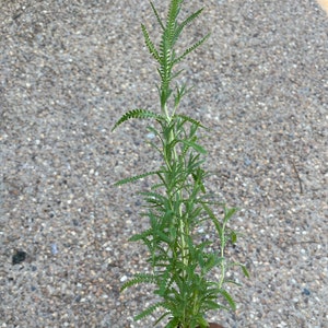 French Lavender Live Plant, Free ship W/O pot, Lavandula Multifida, Great Gift Idea For Chefs 1x ~ 1' Plant