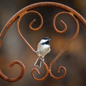 May include: A small black-capped chickadee perched on a rusty metal heart-shaped frame. The bird is facing right and has a white breast and black cap.