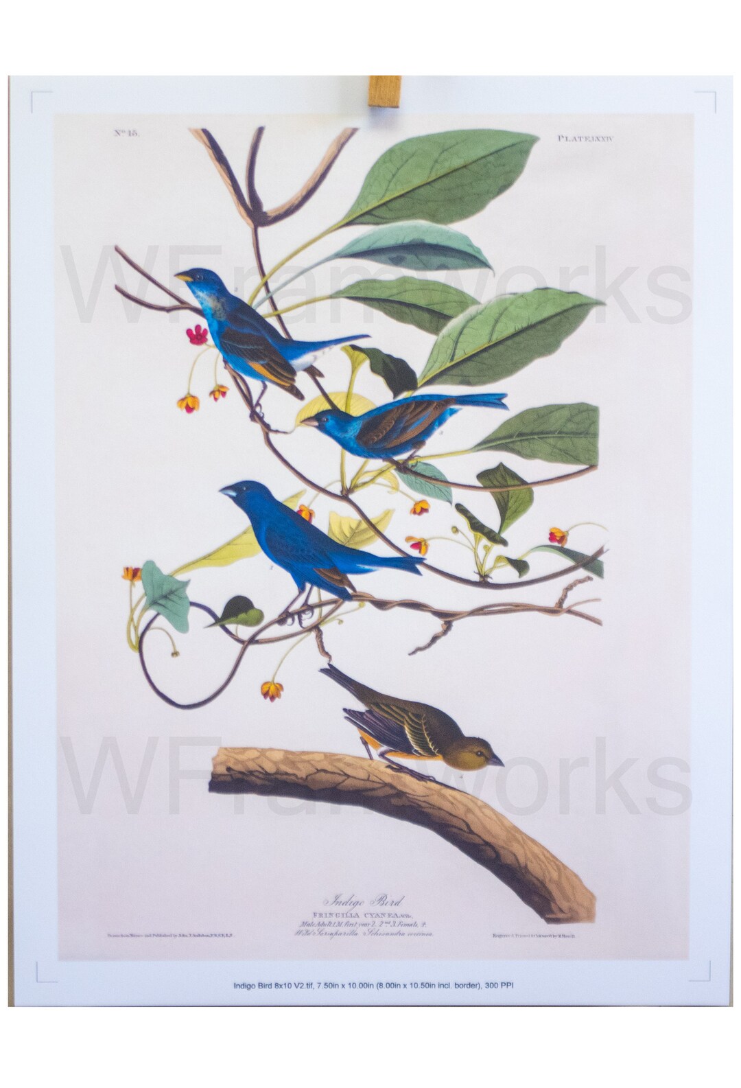 Indigo Birds, Fine Art Prints, Sizes 13x19, 11x17, 8x10, 5x7 - Etsy